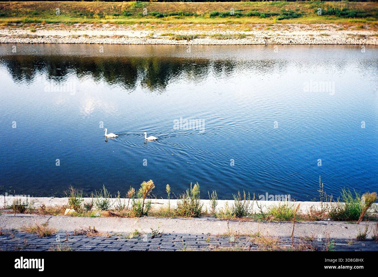 Due cigni nuotano in un piccolo canale rivestito di cemento, riflettendo alberi e cielo sull'acqua, catturati in un tranquillo scatto in stile analogico. Foto Stock