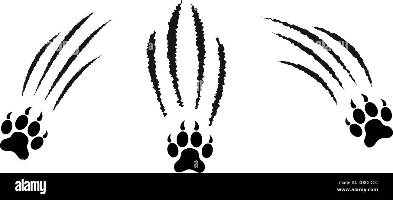 La zampa nera viene stampata con segni di graffio. I taloni di animali selvatici sono isolati su sfondo bianco. Cicatrici da attacco di tigre, lupo, leone o pantera. Spaventose cicatrici lacerate. Illustrazione grafica vettoriale. Illustrazione Vettoriale