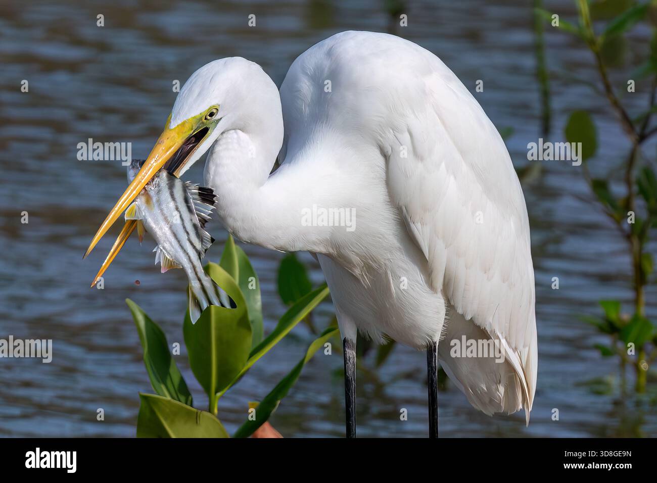 Grande airone (Ardea alba) con pesce appena pescato in bocca, in una foresta di mangrovie alla foce del Golfo della Thailandia, a sud-est di Bangkok. Foto Stock