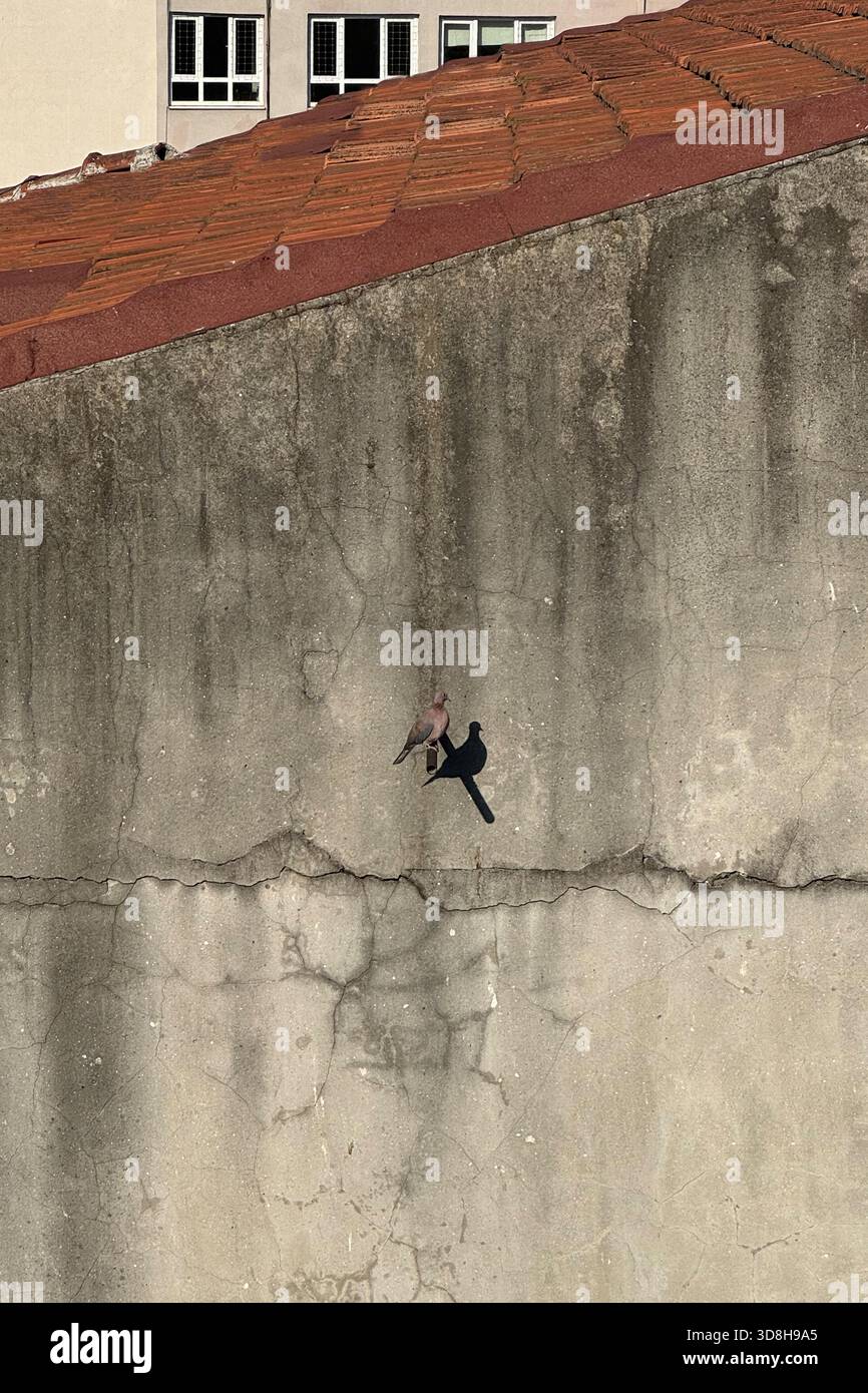 Piccione singolo in piedi di fronte a un vecchio muro di cemento incrinato sotto il tetto di piastrelle rosse. Perfetta ombra a forma di uccello sul muro grigio sporco dell'edificio. Foto Stock