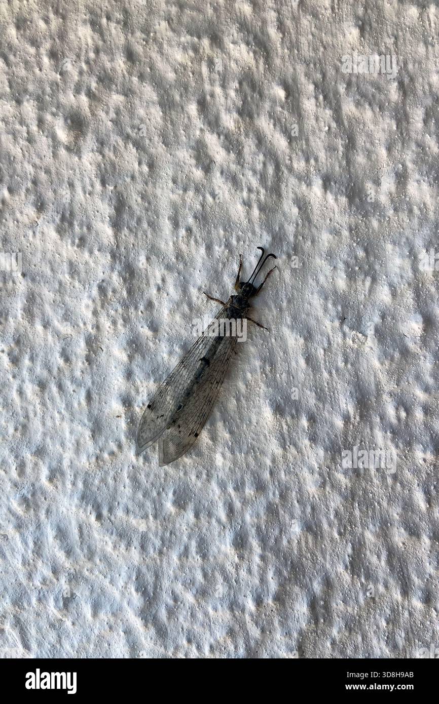 Insetto sul muro, terreno ruvido dipinto di bianco, fotografia macro ravvicinata, insetticida volante dalla forma lunga e strana, bellezza naturale con un'ala trasparente simile a un merletto Foto Stock