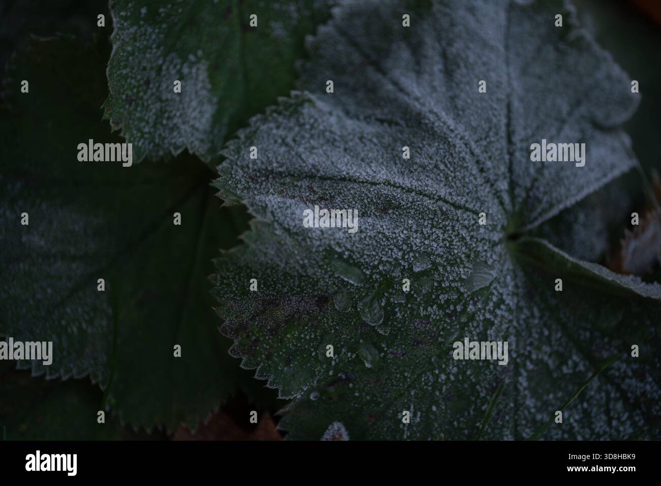Foglie verdi ricoperte di gelo al mattino presto d'inverno Foto Stock