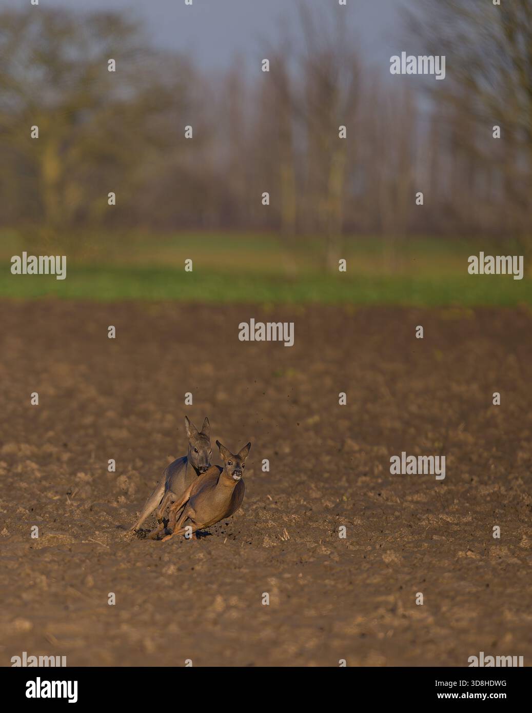 Un capriolo Buck dà la caccia a una femmina Capreolus capreolusale attraverso i terreni coltivabili nelle vigne. Norfolk, Regno Unito Foto Stock