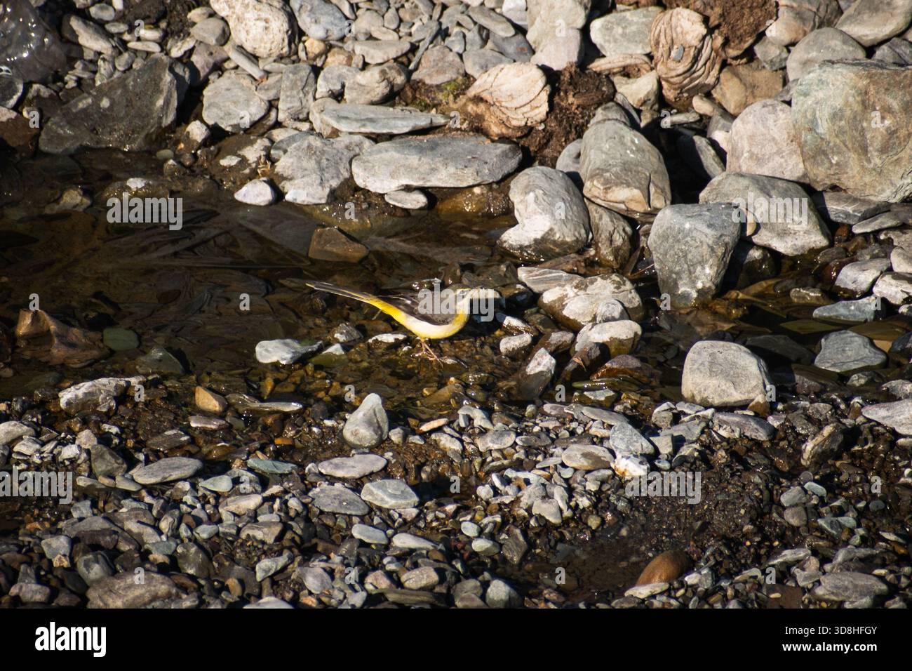 Una coda di cavallo grigia (Motacilla cinerea), un uccello sottile e dalla coda lunga spesso trovato vicino all'acqua corrente, arroccato vicino a un dolce ruscello Foto Stock