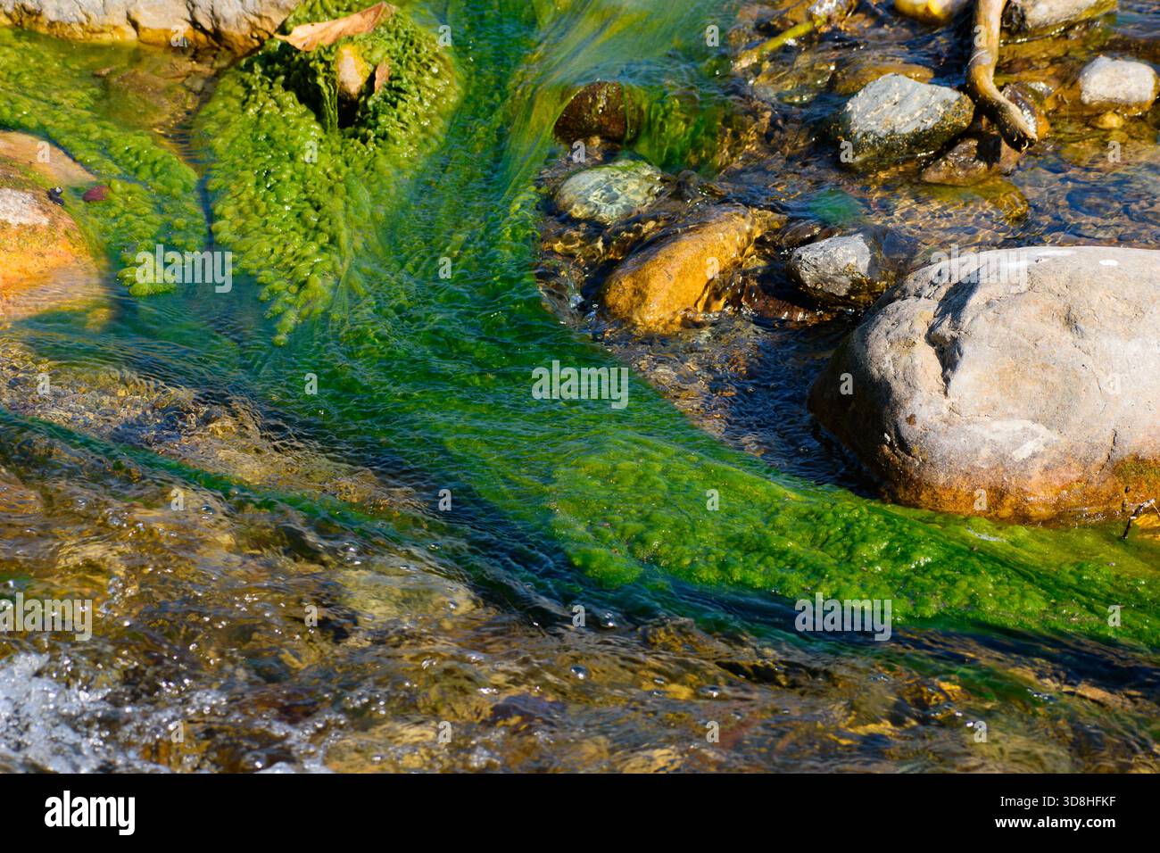 Crescita di alghe verdi brillanti in acqua dolce cristallina Foto Stock