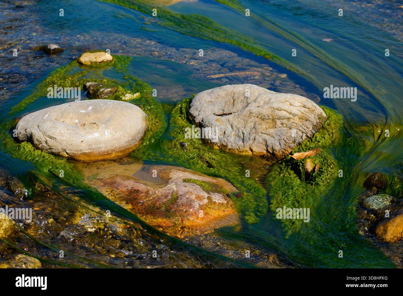 Crescita di alghe verdi brillanti in acqua dolce cristallina Foto Stock