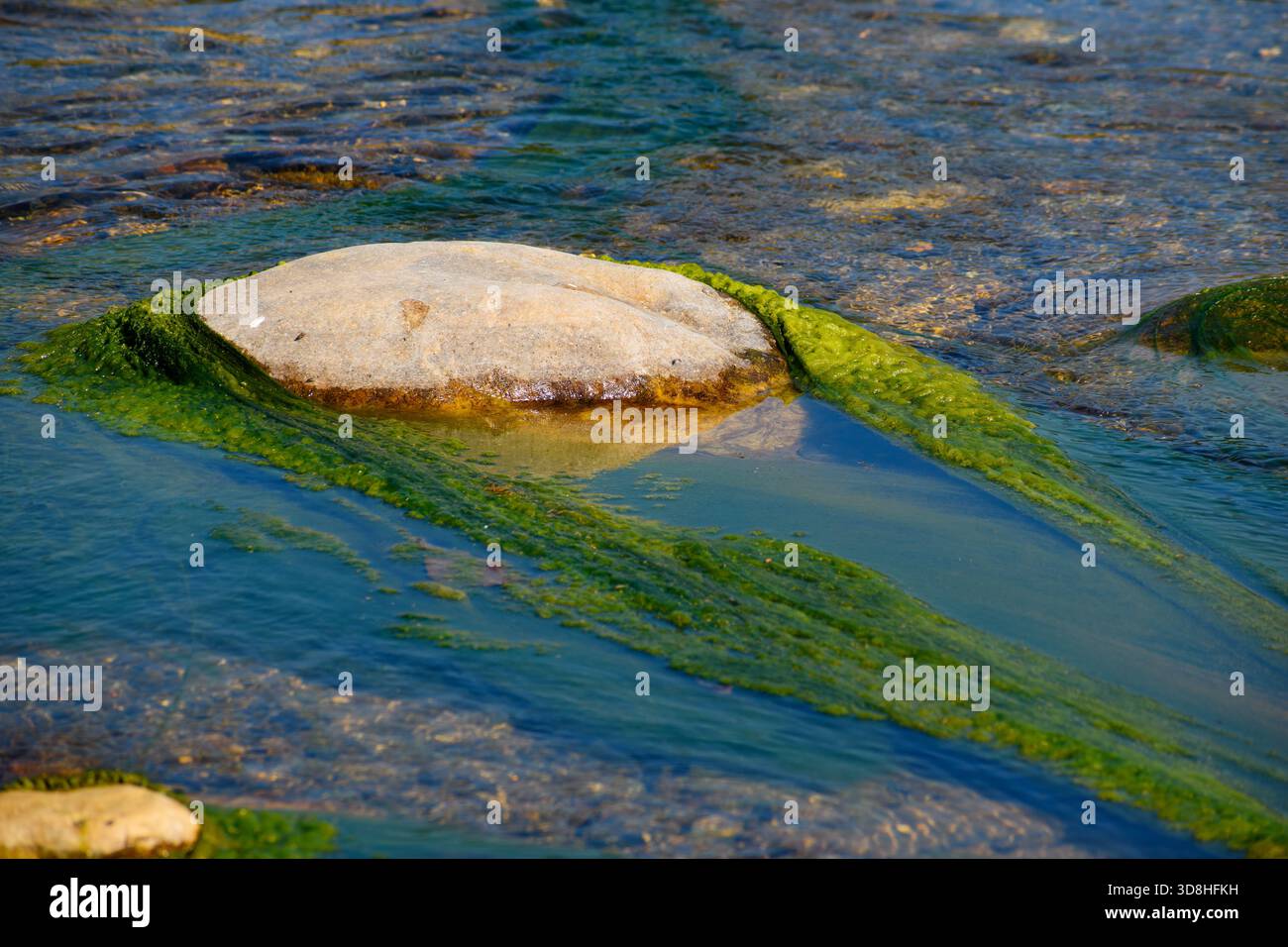 Crescita di alghe verdi brillanti in acqua dolce cristallina Foto Stock
