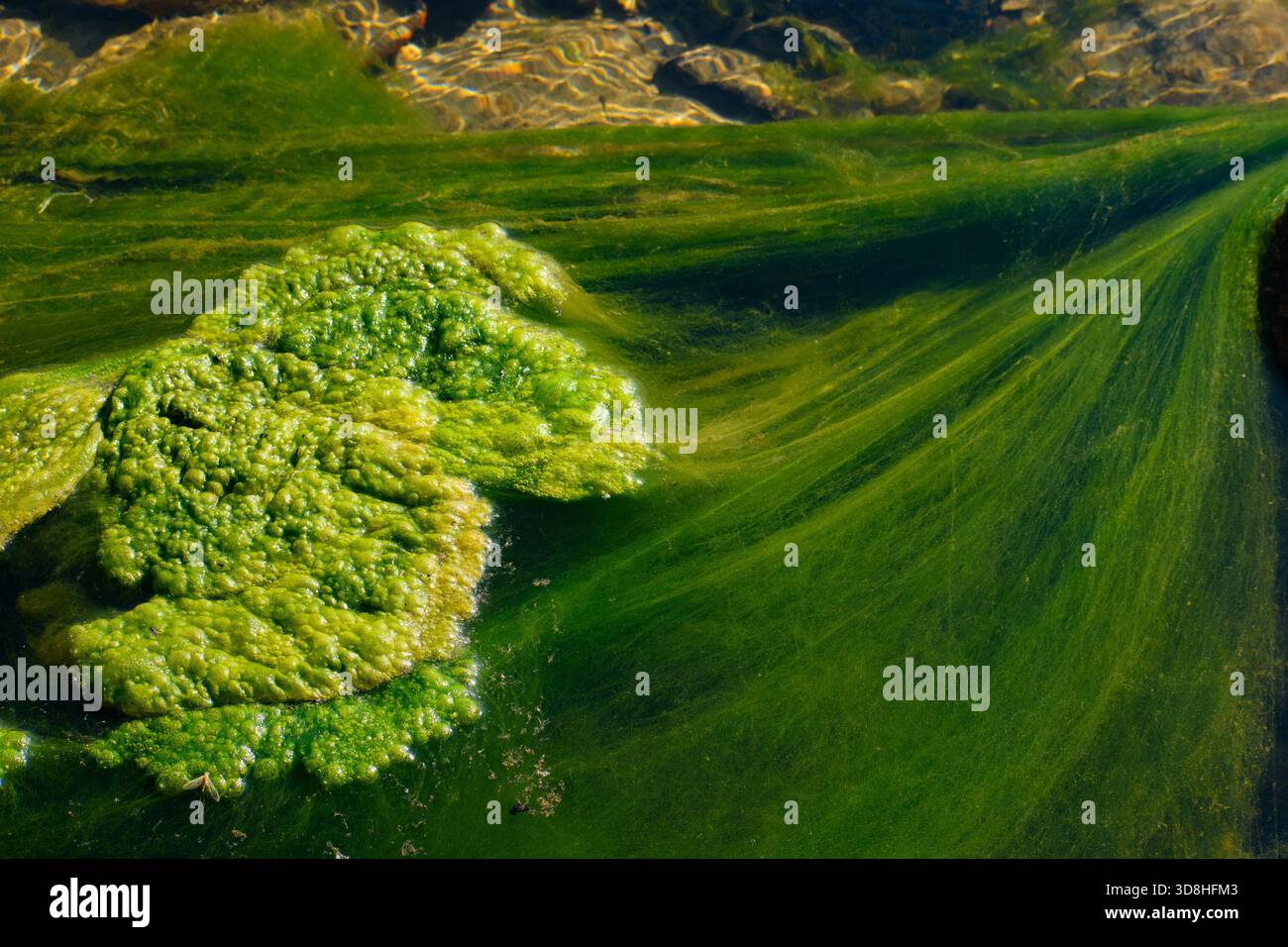 Crescita di alghe verdi brillanti in acqua dolce cristallina Foto Stock