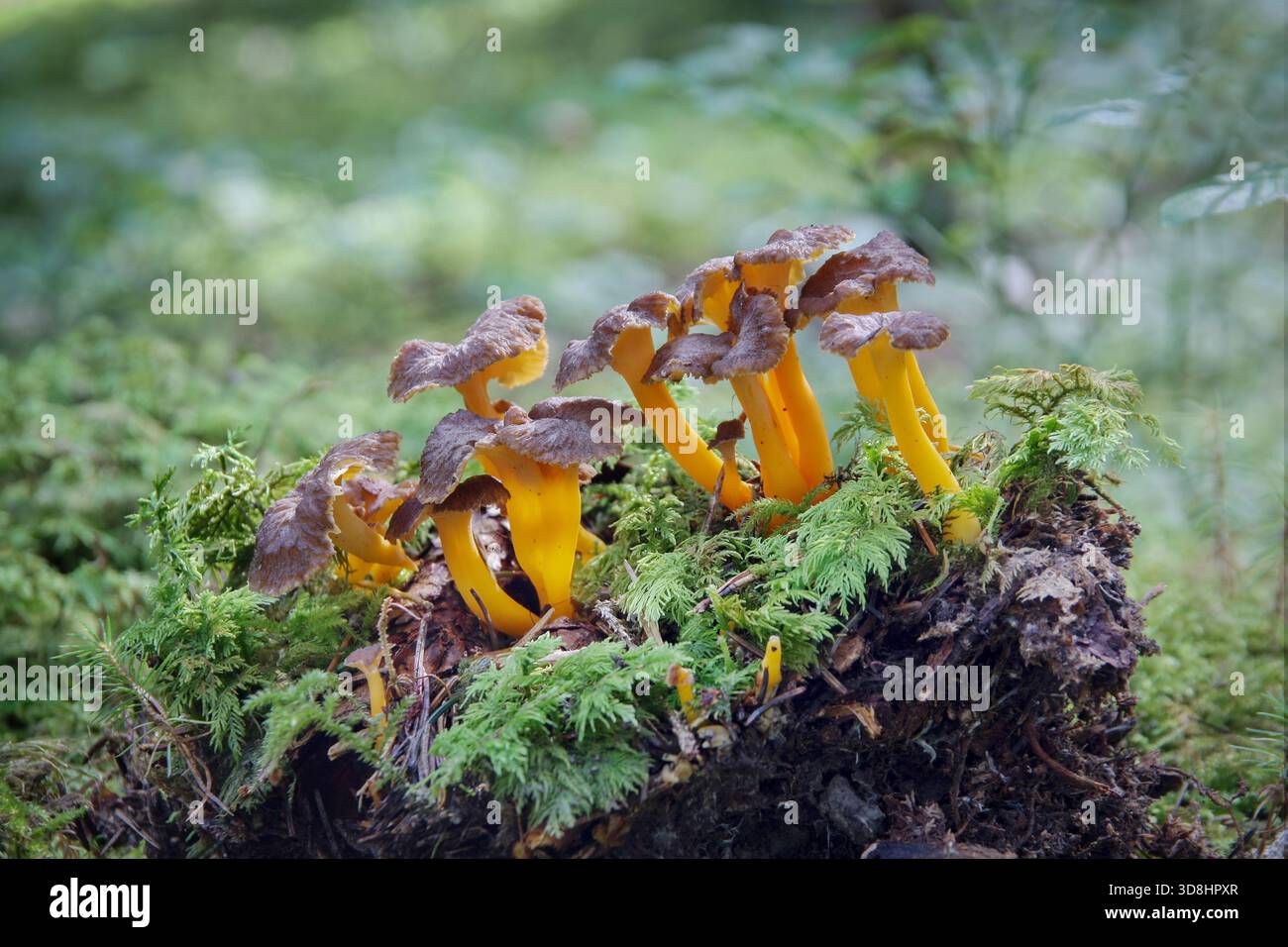 Funghi selvatici zampe di mare (Cantharellus lutescens) nella foresta Foto Stock