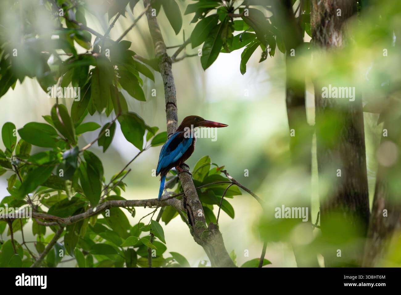 Vista del profilo di un Kingfisher dalla gola bianca solitario, tranquillamente arroccato su un ramo all'ombra di un fitto fogliame, che mostra il suo piumaggio colorato e il suo natu Foto Stock