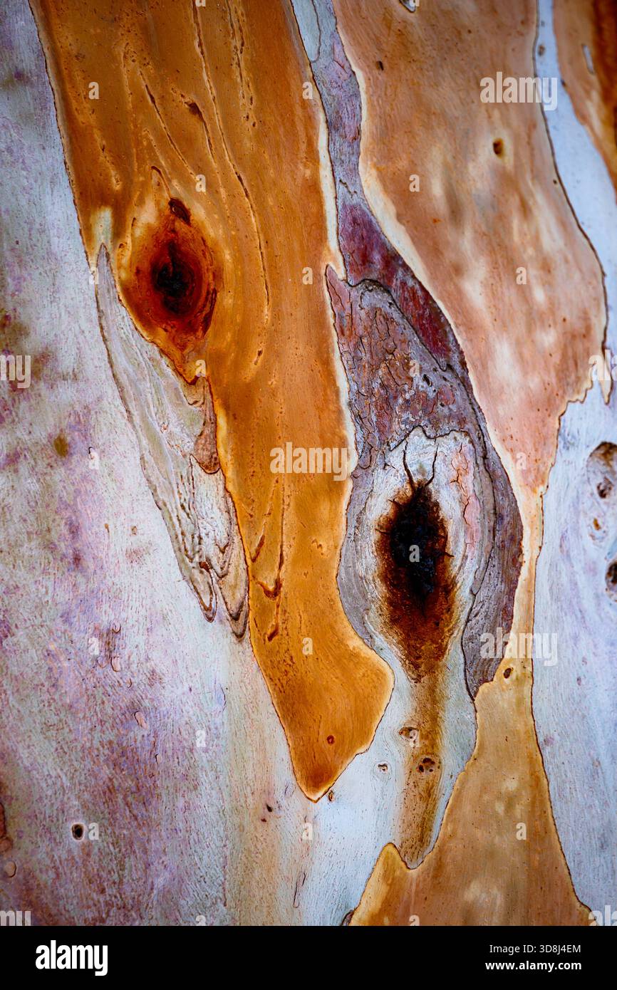Golden Amber e Earth Tones in Eucalyptus Knots Foto Stock