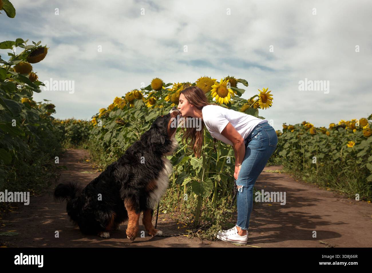 Donna e cane condividono un momento dolce in un campo di girasole Foto Stock