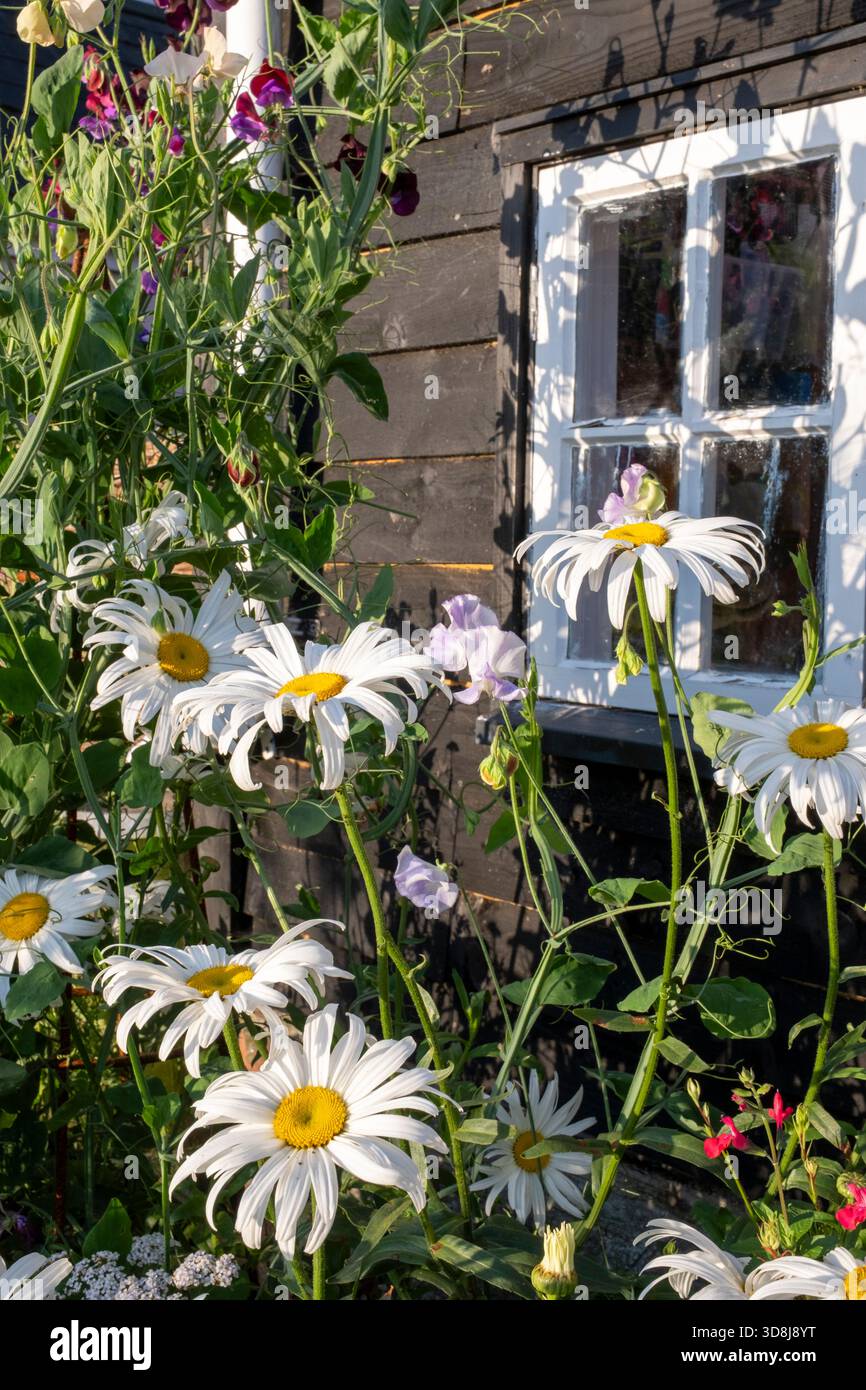 Giardino di cottage in estate, con margherite Ox-Eye e un capannone dipinto di nero dietro. Foto Stock