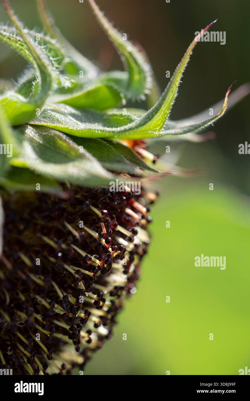 Primo piano della testa del seme di un girasole Foto Stock