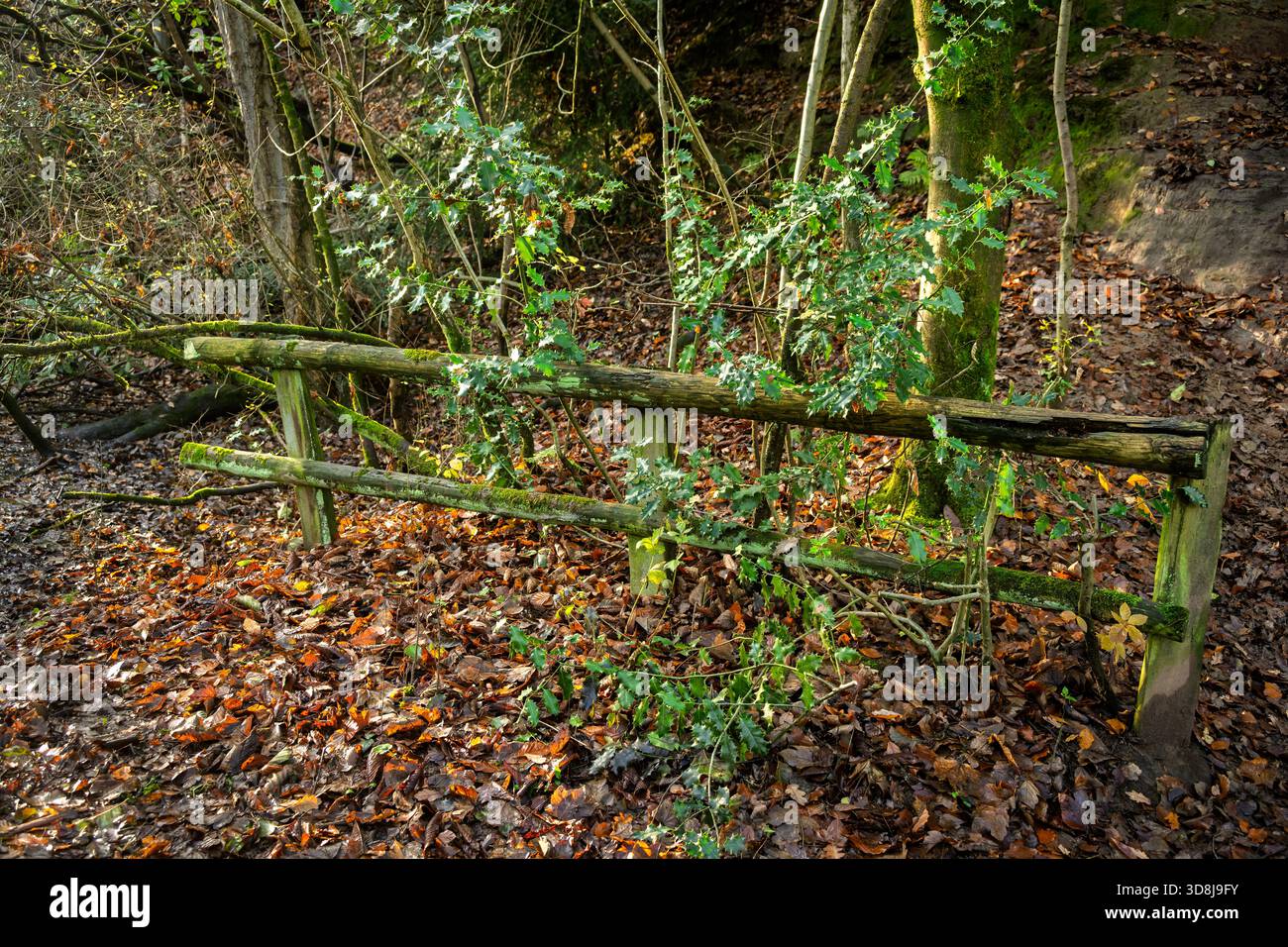 Colori autunnali di foglie del bosco con un vecchio recinto rustico ricoperto di muschio. Foto Stock