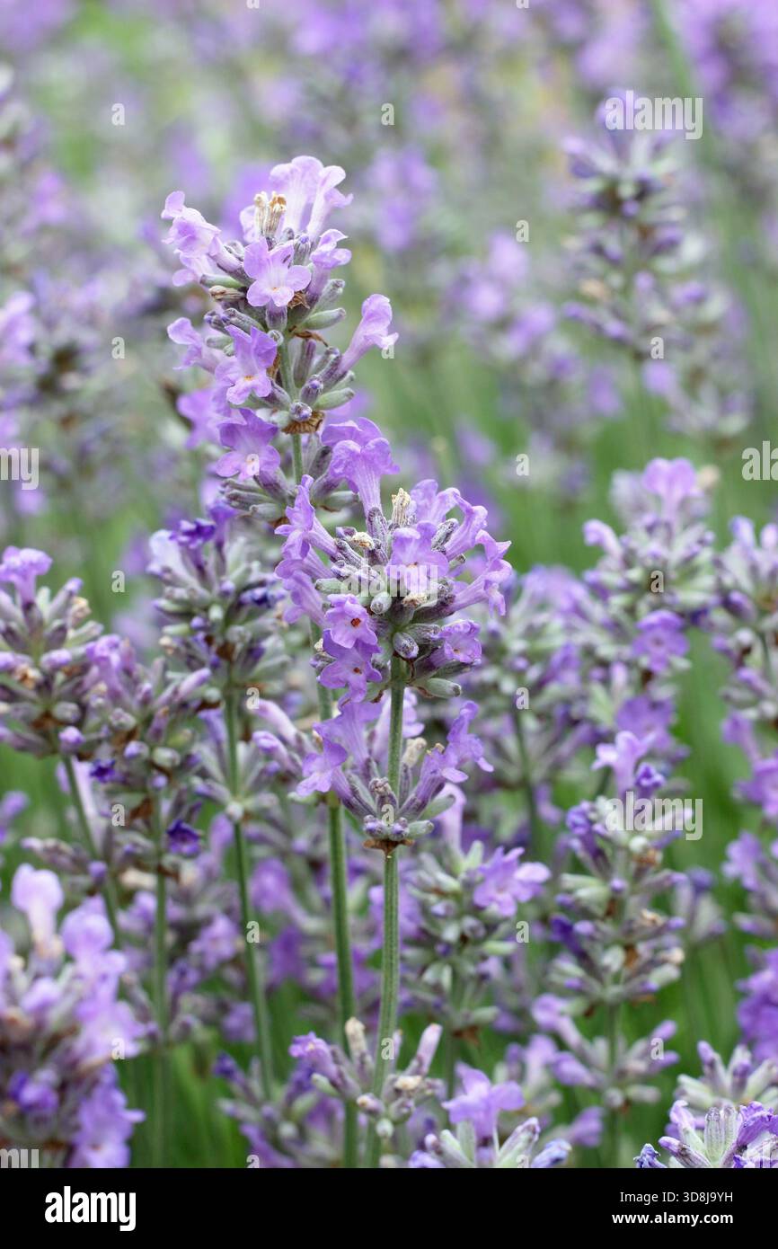 Lavanda inglese. Lavandula angustifolia "Twickel Purple" molto profumata, sempreverde, con vibranti fiori viola. Foto Stock