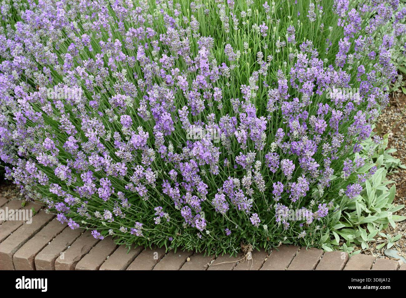 Coltivazione della lavanda inglese. Lavandula angustifolia "Twickel Purple" molto profumata, sempreverde, con vibranti fiori viola che formano un bordo del giardino Foto Stock
