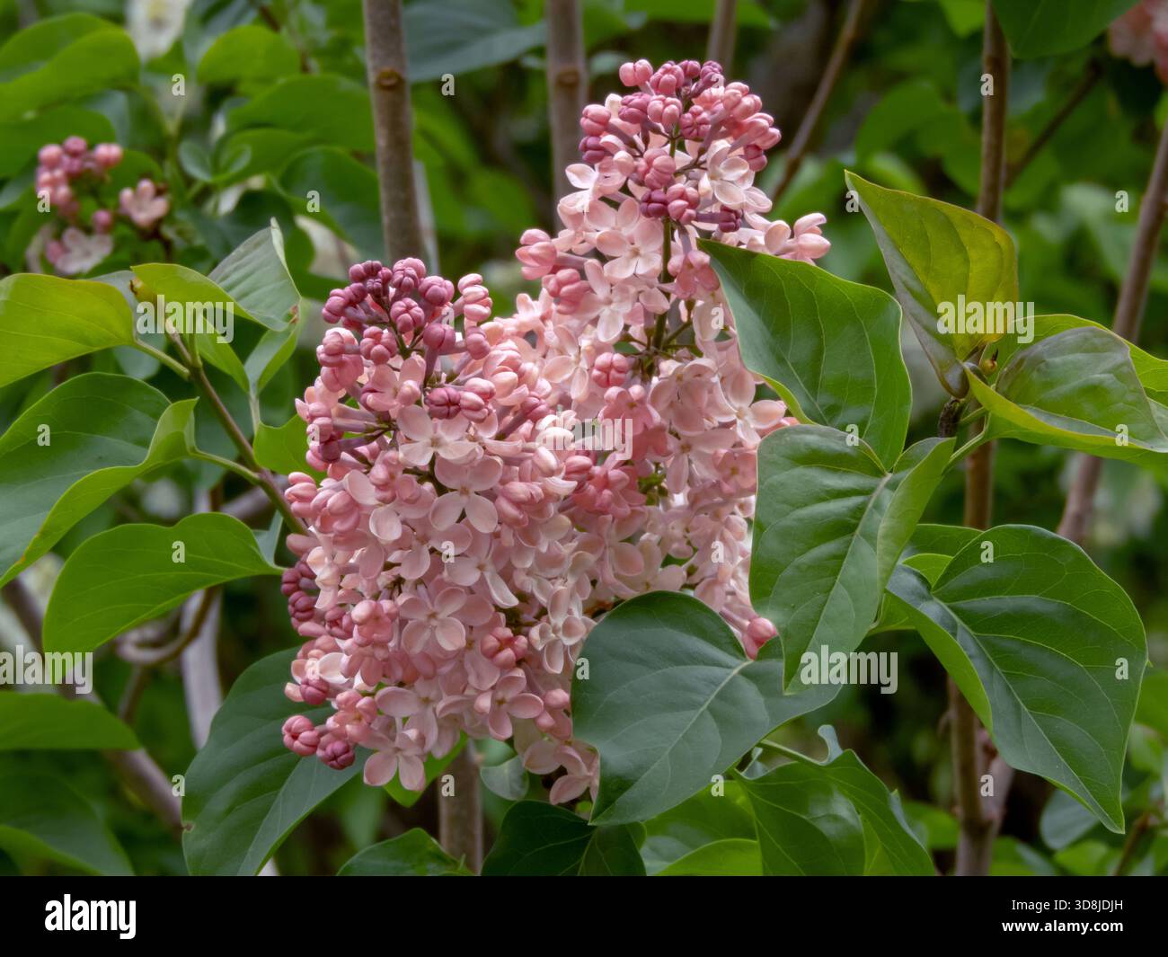 Lilla in fiore o Syylan vulgaris con delicati fiori gialli-rosa in cluster, catturati in primo piano per il design botanico, giardini primaverili e b floreale Foto Stock