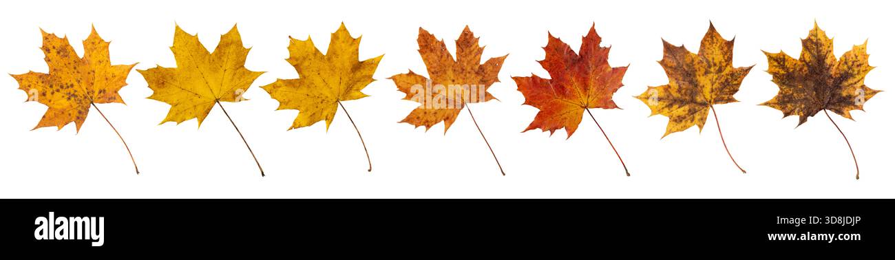Foglie d'acero autunnali isolate su bianco. Colori autunnali. Foglie gialle rosse e marroni con macchie marroni. Foto Stock