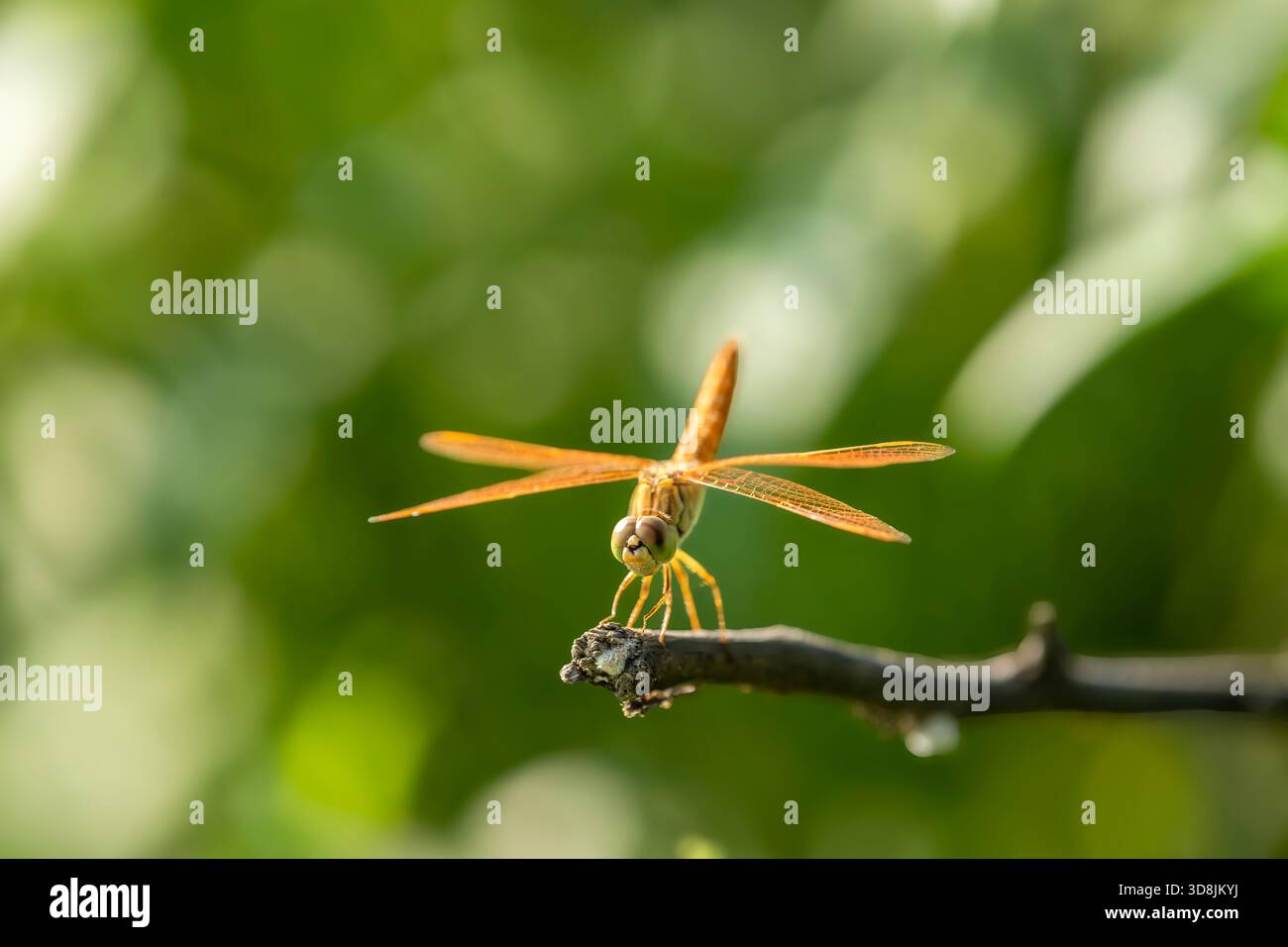 Macro shot di Brachythemis contaminata o gioiello di fossato una specie di libellule arroccata nel verde naturale sullo sfondo del parco nazionale di keoladeo o di bharatpur Foto Stock