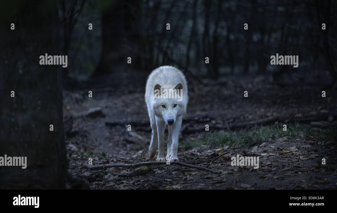 Un lupo nordoccidentale solitario (Canis Lupus Occidentalis) cammina tra gli alberi nel cielo notturno. La scena cattura l'essenza della natura selvaggia e la bellezza della natura Foto Stock