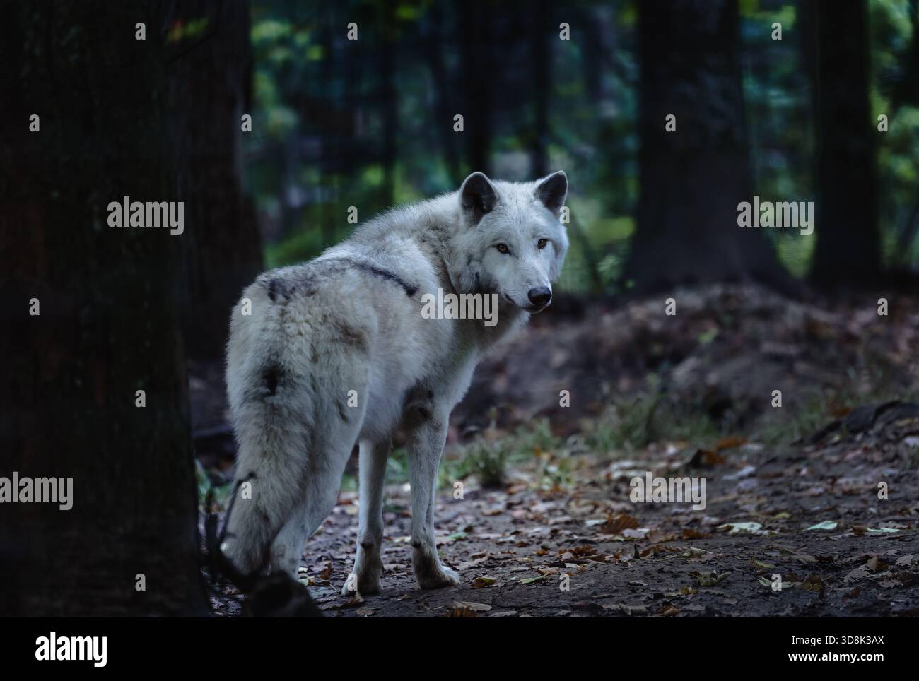 Un lupo nordoccidentale solitario (Canis Lupus Occidentalis) si trova tra gli alberi nel cielo notturno. La scena cattura l'essenza della natura selvaggia e la bellezza della natura Foto Stock
