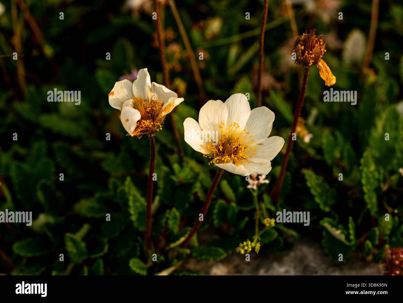 Avens di montagna (Dryas octopetala) fioriti in agosto su praterie calcaree nel paese carsico del Burren, contea di Clare, Irlanda Foto Stock