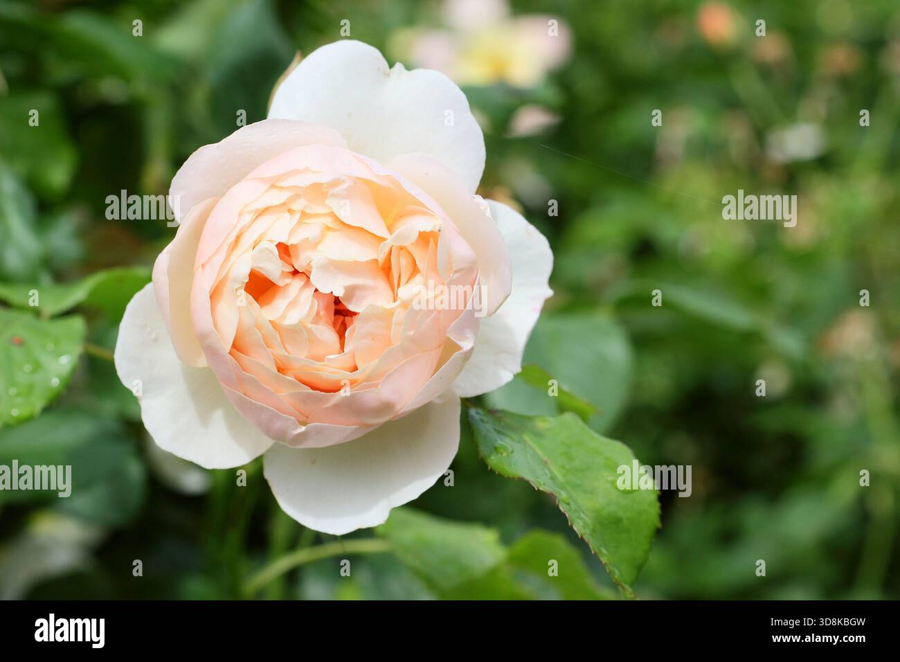 Rosa the Shepherdess, una fragrante rosa di arbusto inglese riprodotta da David Austin. Conosciuto anche come Austwist Foto Stock