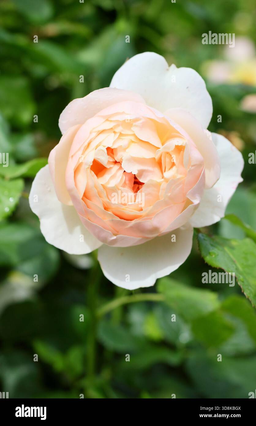 Rosa the Shepherdess, una fragrante rosa di arbusto inglese riprodotta da David Austin. Conosciuto anche come Austwist Foto Stock