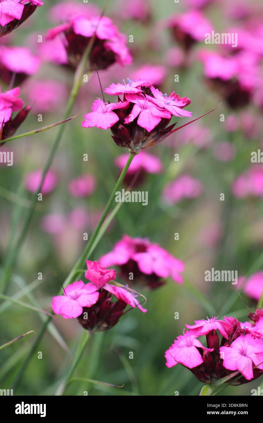 Dianthus carthusianorum, rosa tedesco. Un alto dianthus piantato con erbe ornamentali in un bordo del giardino. Noto anche come Dianthus clavatus Foto Stock