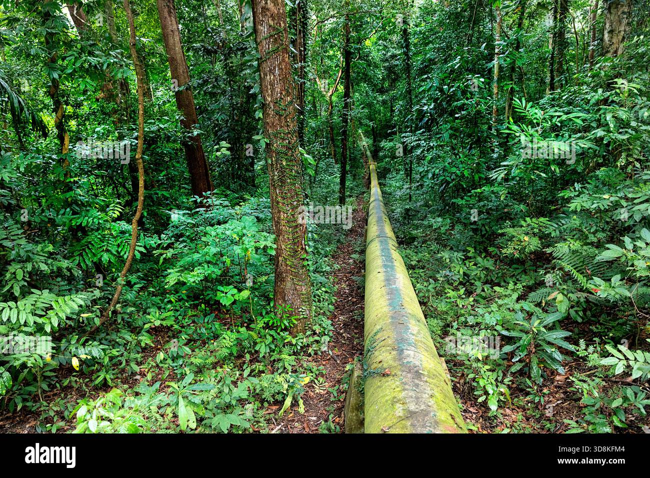 Gasdotto per acqua potabile nel profondo della foresta pluviale tropicale sull'isola di sumba in indonesia, gasdotto dalle cascate di Matayangu a un villaggio in una valle Foto Stock