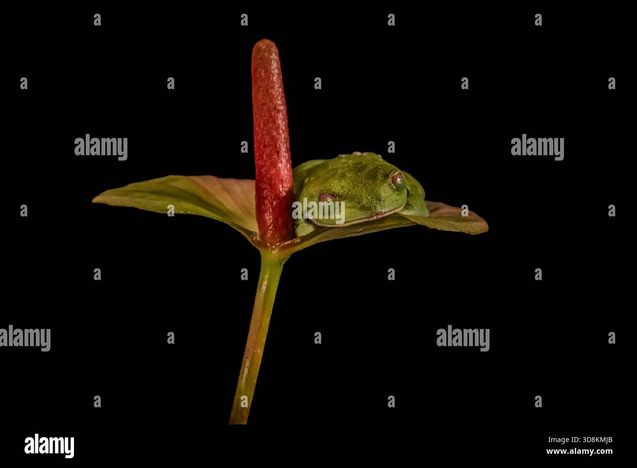 Lo studio scuro presentava una rana molto vivace dagli occhi rossi che si imbatté molto bene sulle varie piante che usavano per il servizio fotografico. Foto Stock