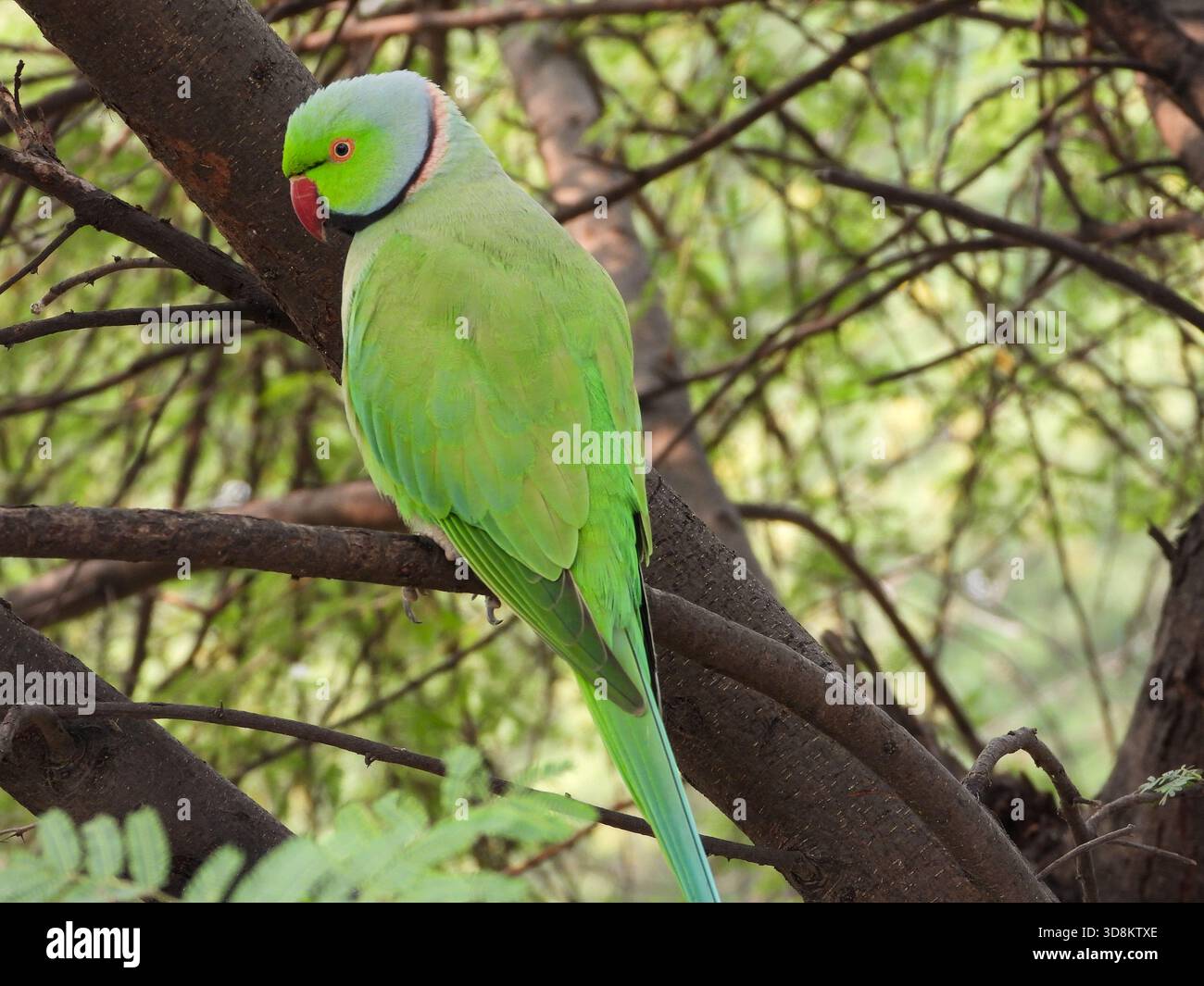 Un adulto maschio con il parakeet con anelli di rose in primo piano Foto Stock
