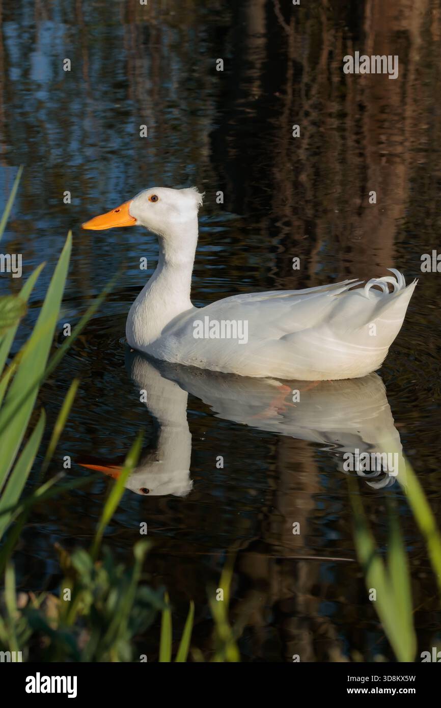 Un'anatra domestica bianca (Anas platyrhynchos domesticus) con una distinta cresta scivola graziosamente attraverso un laghetto calmo con riflessi d'acqua Foto Stock