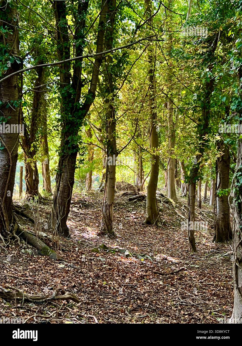 Vista sulla foresta a Womersley North Yorkshire, Inghilterra settentrionale, Regno Unito Foto Stock
