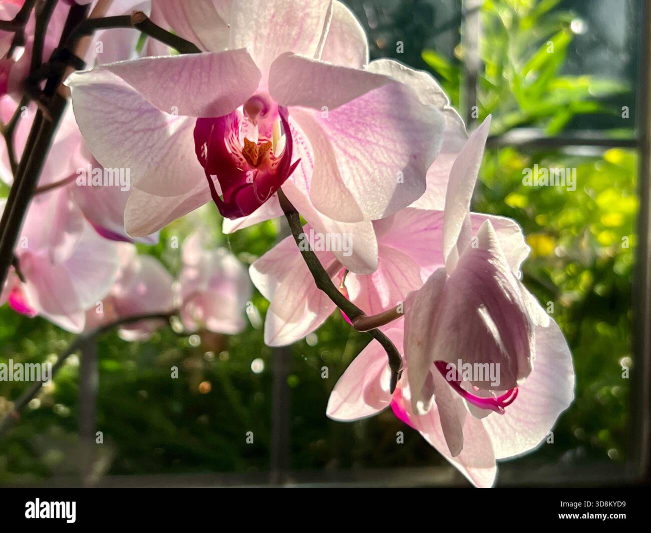 Orchidee coltivate in casa, in una casa, Regno Unito - Immagine stock catturata con smartphone