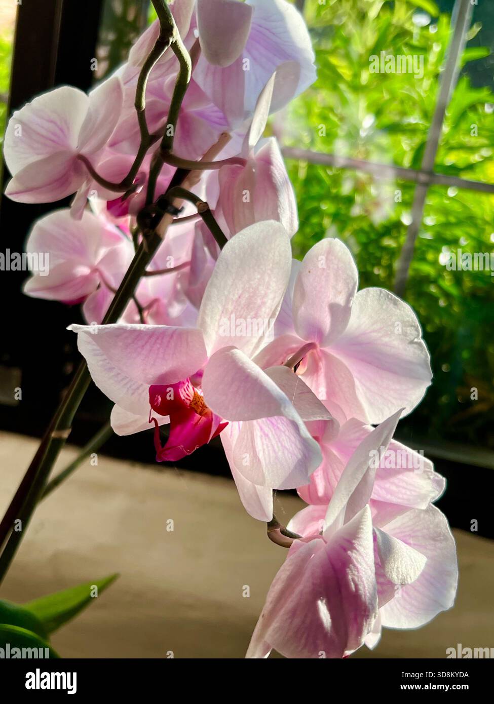 Orchidee coltivate in casa, in una casa, Regno Unito - Immagine stock catturata con smartphone