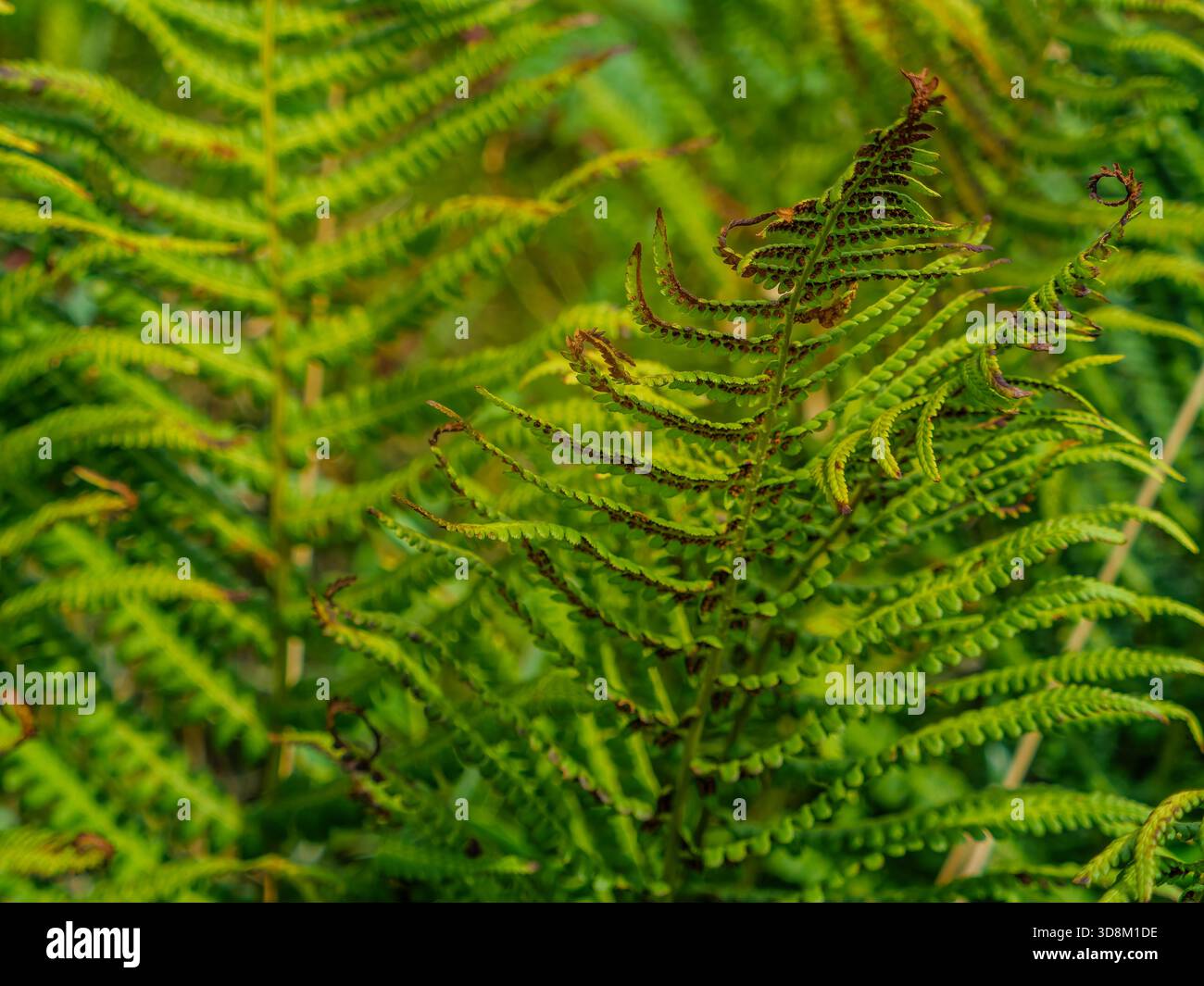 Le fronde di felce verdi sono mostrate in una vista ravvicinata. Le fronde mostrano schemi complessi e alcune sembrano srotolarsi. E' giorno, probabilmente estate, dentro Foto Stock