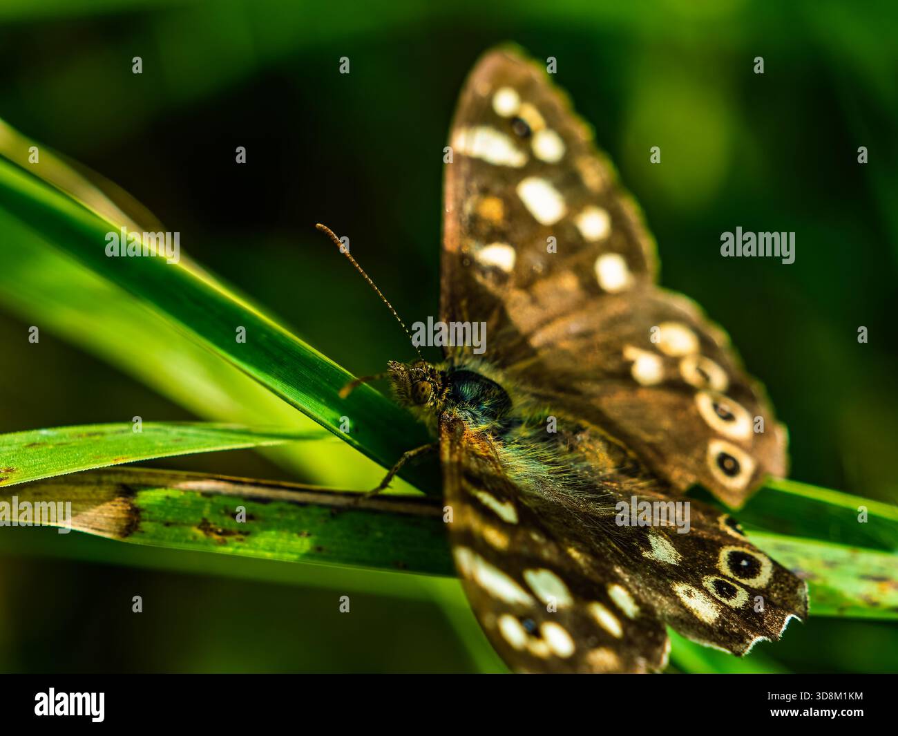 Primo piano che cattura gli intricati motivi sulle ali di una farfalla che si fondono con il fogliame verde. Foto Stock