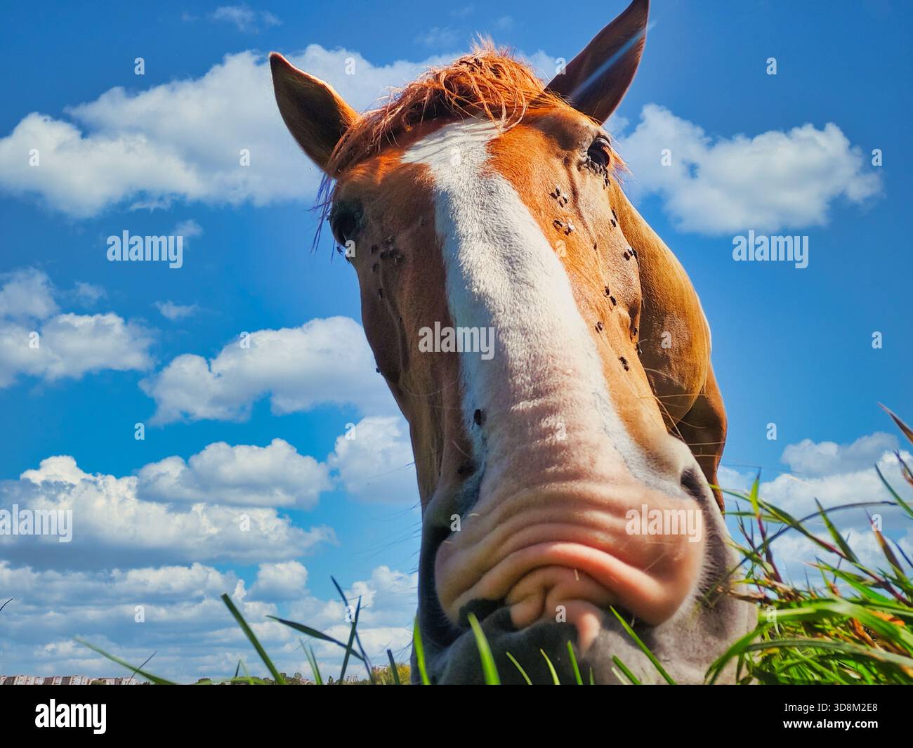 Divertente ritratto ravvicinato del cavallo che si appoggia verso la fotocamera sul prato estivo, con un cielo azzurro, nuvole morbide, dettagli naturali e autentico paesaggio rurale Foto Stock