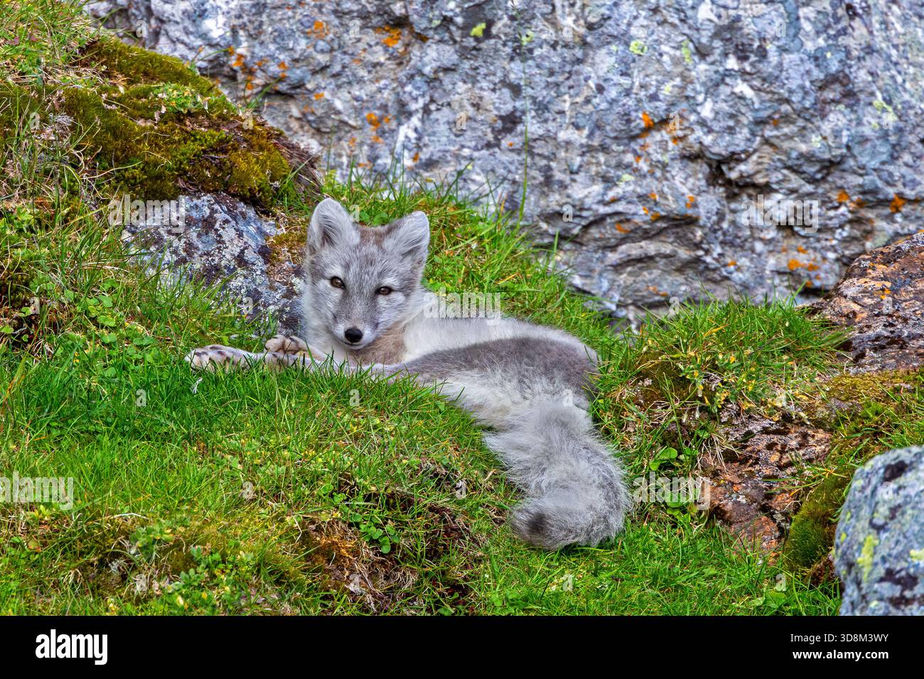 Volpe artica / volpe polare (Vulpes lagopus) in cappotto estivo poggiato di fronte alla roccia sulla tundra che mostra colori mimetici, Svalbard / Spitsbergen, Norvegia Foto Stock