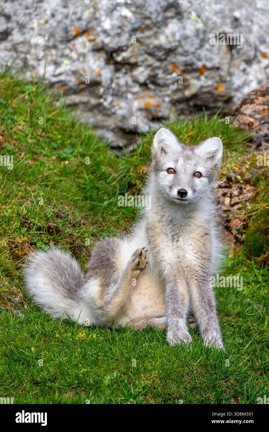 Volpe artica / volpe polare (Vulpes lagopus) con cappotto estivo seduto di fronte alla roccia sulla tundra che mostra colori mimetici, Svalbard / Spitsbergen, Norvegia Foto Stock