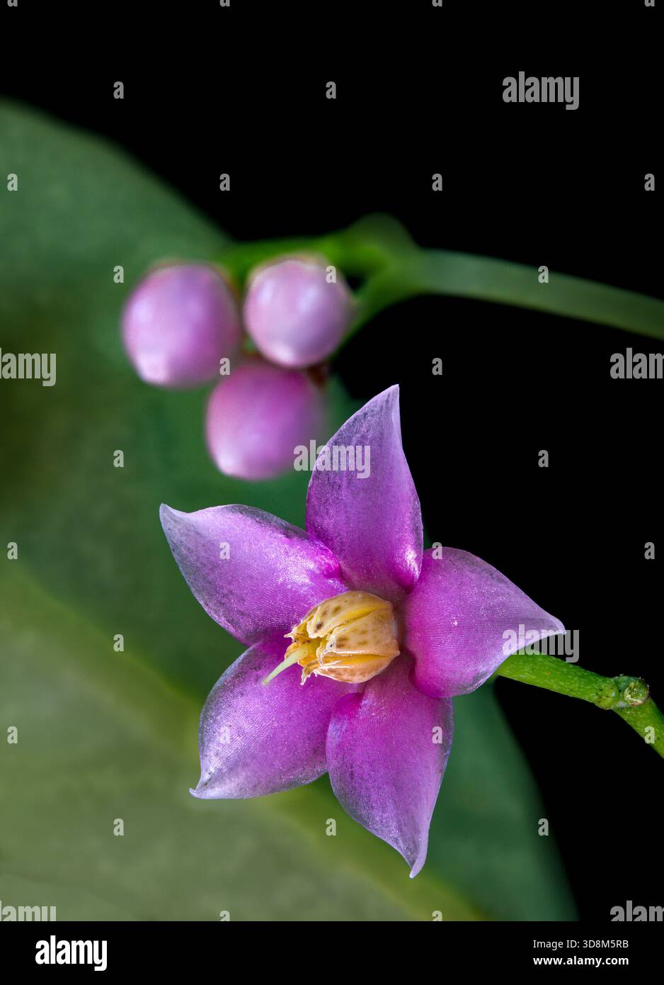 Foto macro di un fiore rosa Ardisia (Ardisia elliptica) in piena fioritura, con caratteristici petali a forma di stella e un'importante stamen co giallo Foto Stock