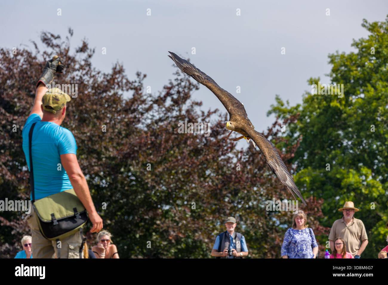 Aquila di mare dalla coda bianca (Haliaeetus albicilla) in volo durante uno spettacolo di falconeria all'aperto. Foto Stock