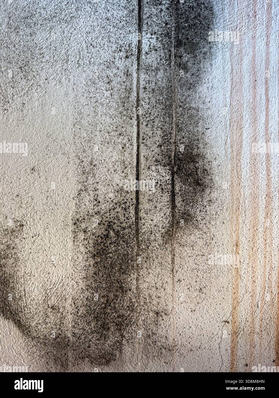 Black Mold on Indoor Wall, Closeup of umido and fungal growth Foto Stock