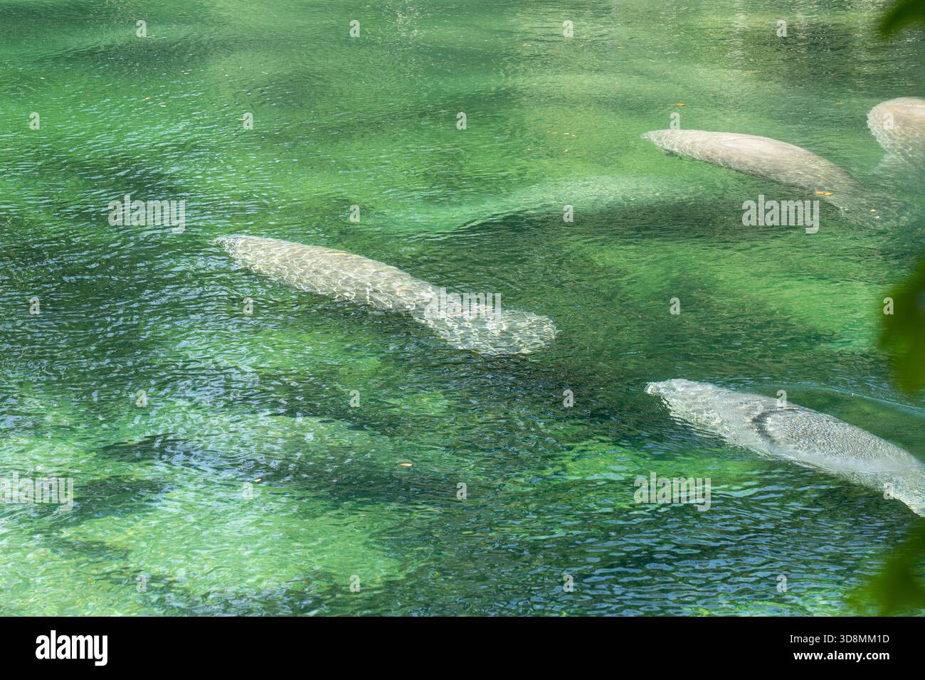 Un gregge di Florida Manatee (Trichechus manatus latirostris) che nuotano nelle acque cristalline del Blue Spring state Park in Florida, USA Foto Stock