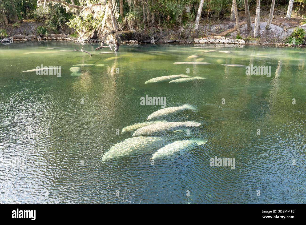 Un gregge di Florida Manatee (Trichechus manatus latirostris) che nuotano nelle acque cristalline del Blue Spring state Park in Florida, USA Foto Stock
