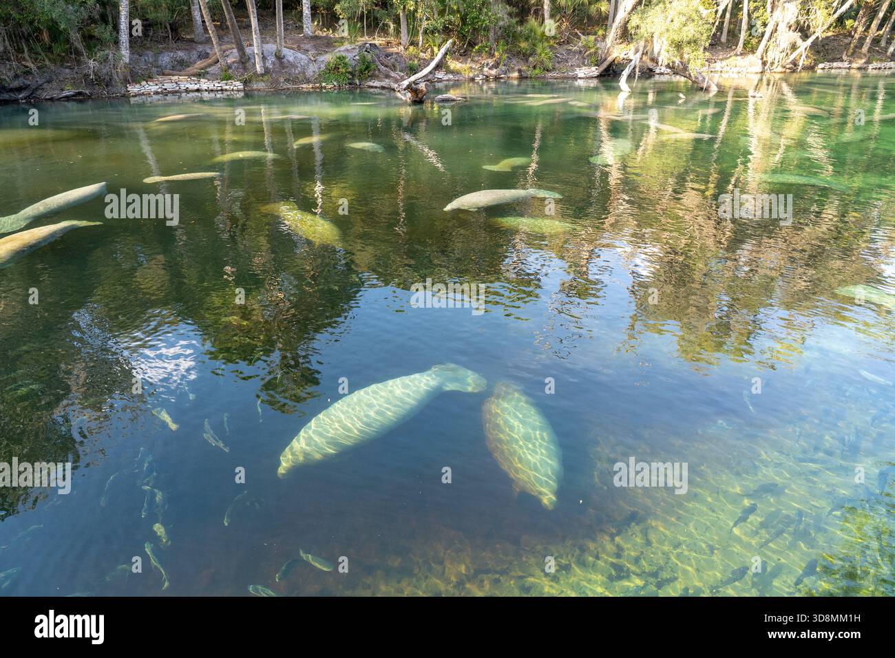 Un gregge di Florida Manatee (Trichechus manatus latirostris) che nuotano nelle acque cristalline del Blue Spring state Park in Florida, USA Foto Stock