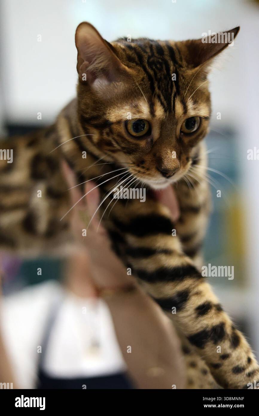 Primo piano Ritratto di un bellissimo gatto del Bengala con marcature impressionanti Foto Stock