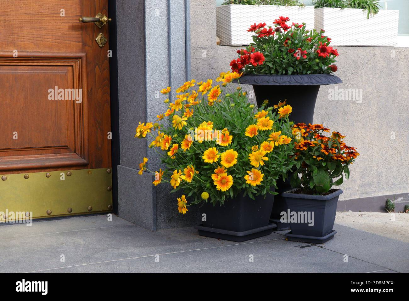 Giallo brillante Gaillardia e fiori di Rudbeckia arancio-rosso disposti in vasi decorativi da un ingresso di casa in legno. Piante colorate che creano un Foto Stock